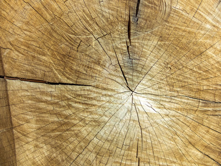 texture of a saw cut tree with cracks close-upの写真素材