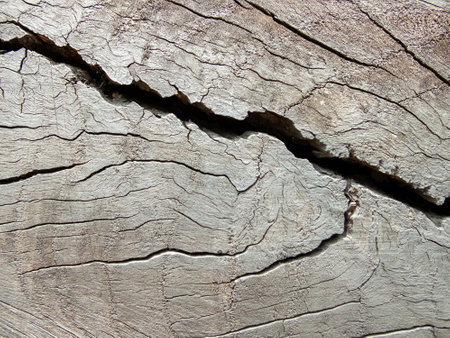 texture of a saw cut tree with cracks close-upの写真素材
