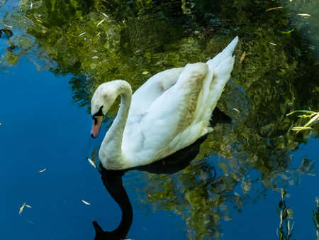 graceful white swan swims in a pond close-upの写真素材