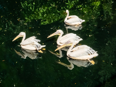 family of white pelicans swims in a pond close-upの写真素材
