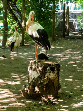 white stork sitting on a tree stump close-upの写真素材