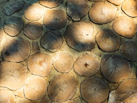 creative ideas for the background. round slices of woodの写真素材