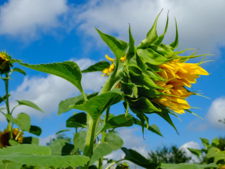 sunflower close-up on the blue sky and bees pollinate the flowerの写真素材