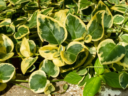white-green leaves of an ornamental plant close-up. creative background ideasの写真素材