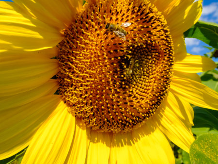 sunflower close-up on the blue sky and bees pollinate the flowerの写真素材