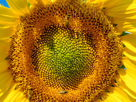 sunflower close-up on the blue sky and bees pollinate the flowerの写真素材