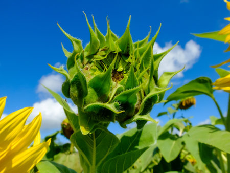 sunflower close-up on the blue sky and bees pollinate the flowerの写真素材
