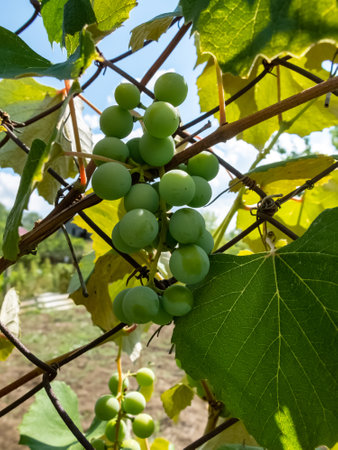 green grapes hanging on a branchの写真素材