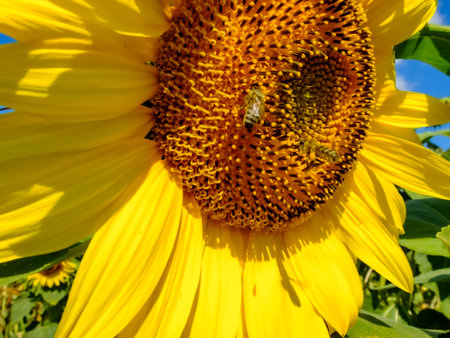 sunflower close-up on the blue sky and bees pollinate the flowerの写真素材