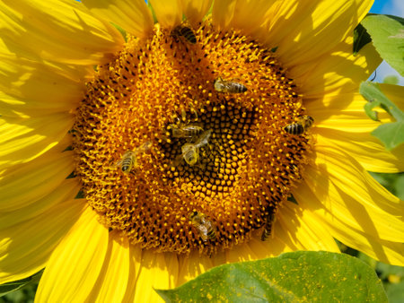 sunflower close-up on the blue sky and bees pollinate the flowerの写真素材