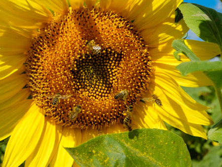 sunflower close-up on the blue sky and bees pollinate the flowerの写真素材