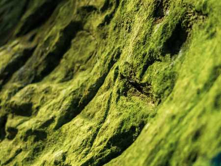 creative idea for background. ancient stone overgrown with green mossの写真素材