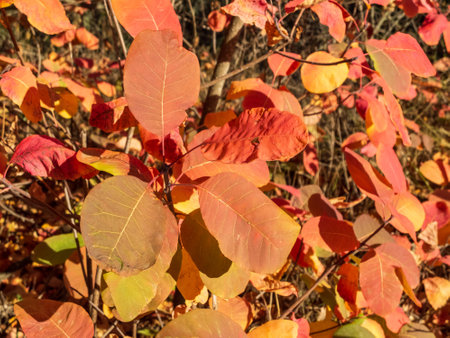 bright autumn leaves glow in the sun close-upの写真素材