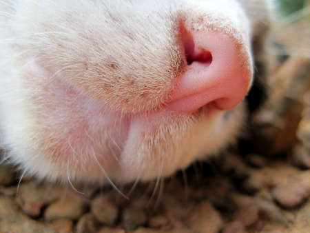 cat noseの写真素材