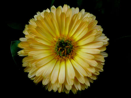 yellow flower