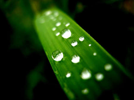 dew after rainの写真素材