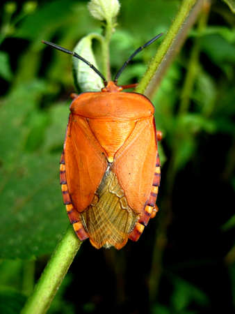 stink bugの写真素材