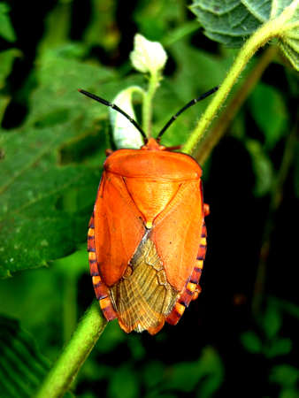 brown stink bugの写真素材
