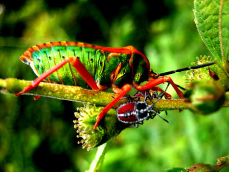 green stink bugの写真素材