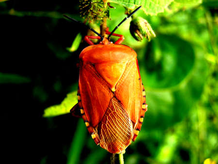 orange stink bugの写真素材