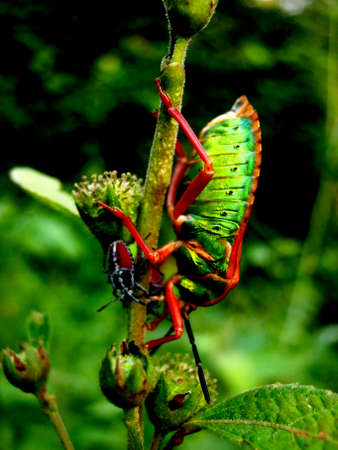 green stink bugの写真素材