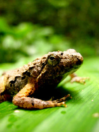 frog on green leafの写真素材