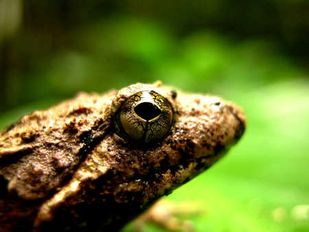 frog in green forestの写真素材