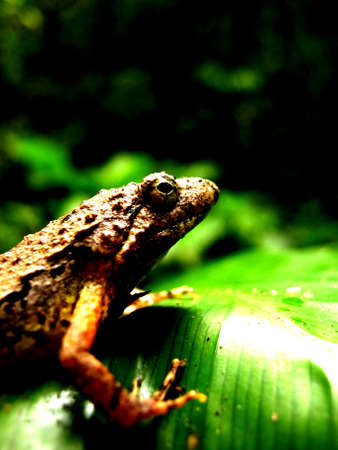 frog open eyesの写真素材