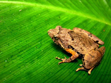 frog on leafの写真素材