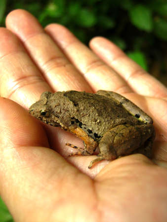 frog in handの写真素材