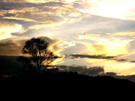 tree silhouetteの写真素材