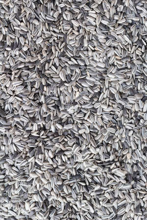 Sunflower seedsの写真素材