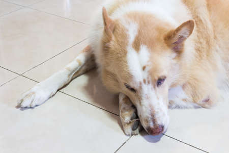Dog sleepingの写真素材