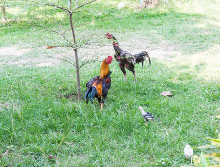 chickens grazing on the grassの写真素材