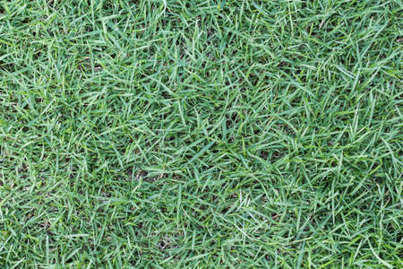 Green grass seamless textureの写真素材
