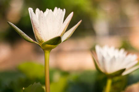 Beautiful Lotus flowerの写真素材