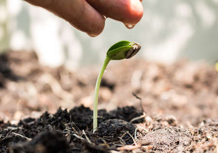 Male hand watering young tree over green background,seed plantingの写真素材