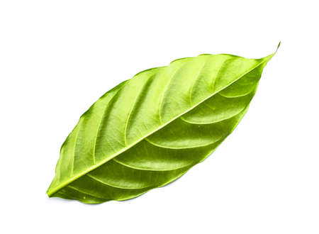 Green leaf isolated on whiteの写真素材