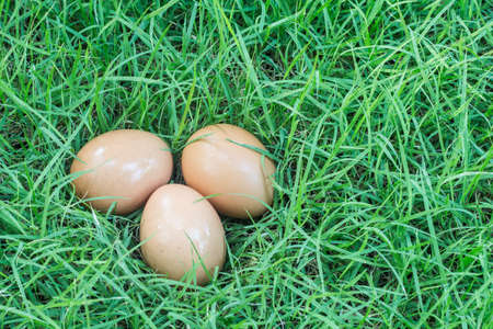 Fresh egg on a grassの写真素材