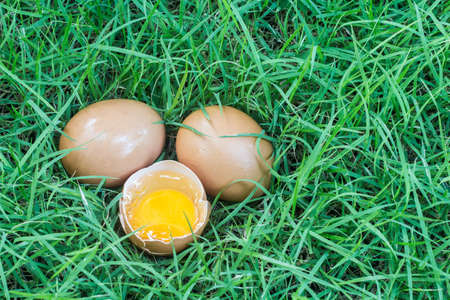 Fresh egg on a grass - Organic food conceptの写真素材