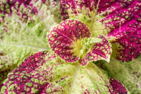 Close up of Coleus leaves