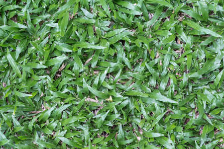 Green grass seamless textureの写真素材