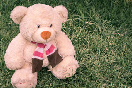 teddy bear on the grassの写真素材