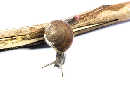 silicone snail isolated on white backgroundの写真素材