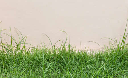 seamless grass textureの写真素材