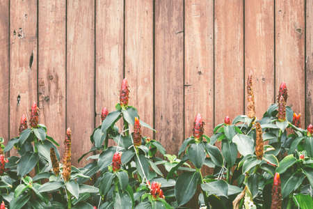 Flowers on wood texture background with copyspaceの写真素材