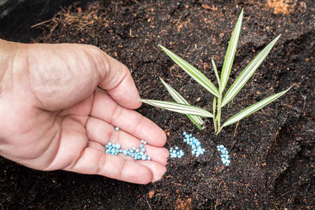 Hand giving fertilizer to young plantの写真素材