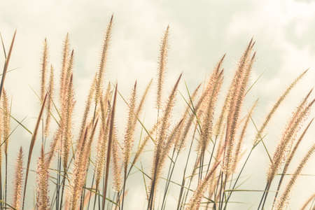 Nature background with grass - vintage soft light toneの写真素材