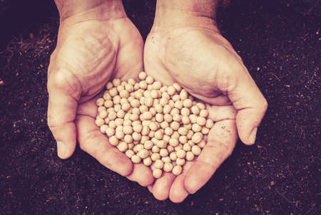 Hands with seeds and grainsの写真素材