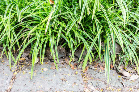 green leaves wall backgroundの写真素材